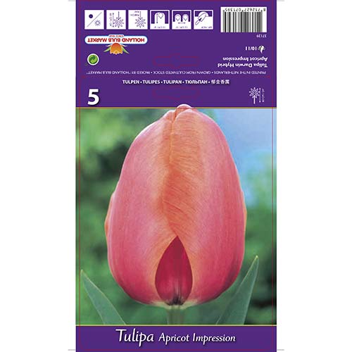 Tulipan Darwina Apricot Impression interface.image 1 interface.art 67687