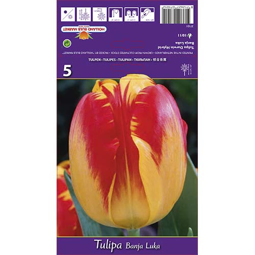 Tulipan Darwina Banja Luka interface.image 1 interface.art 68103