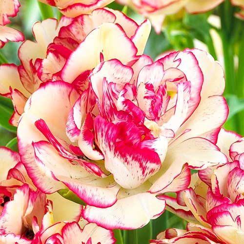 Tulipan Belicia interface.image 2 interface.art 67692