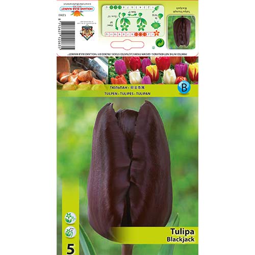 Tulipan Black Jack interface.image 1 interface.art 67839