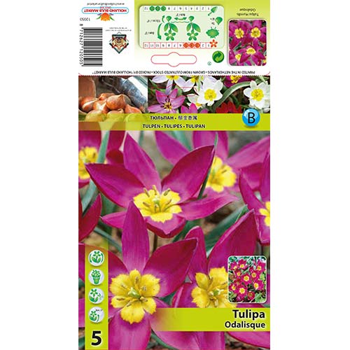 Tulipan botaniczny Odalisque interface.image 1 interface.art 68079