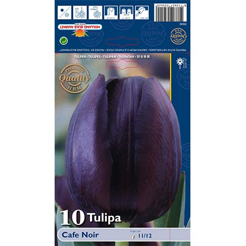 Tulipan Cafe Noir interface.image 1 interface.art 67739