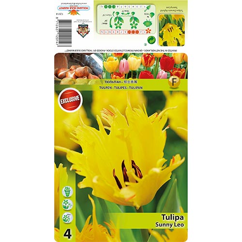 Tulipan Darwina Sunny Leo interface.image 1 interface.art 68400