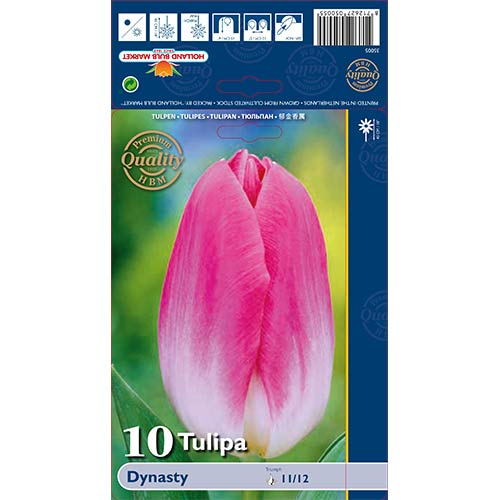 Tulipan Triumph Dynasty interface.image 1 interface.art 68034