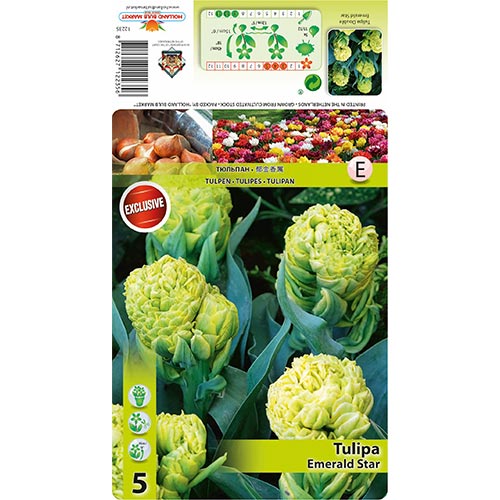 Tulipan Emerald Star interface.image 1 interface.art 68406