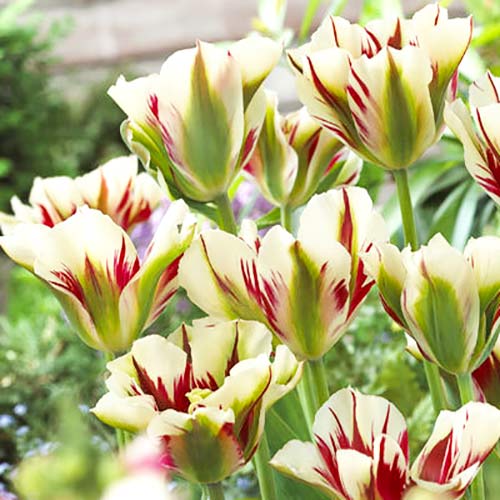 Tulipan Flaming Spring green interface.image 1 interface.art 67855
