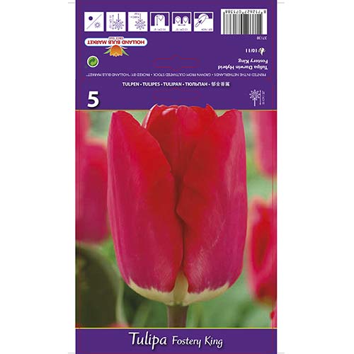 Tulipan Darwina Fostery King interface.image 1 interface.art 67856