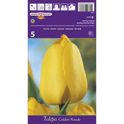 Tulipan Darwina Golden Parade interface.image 1 interface.art 67715