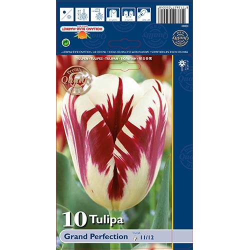 Tulipan Triumph Grand Perfection interface.image 1 interface.art 67718