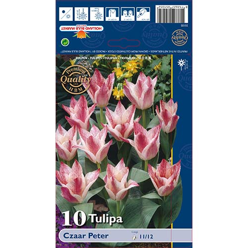 Tulipan Greiga Czaar Peter interface.image 1 interface.art 70266