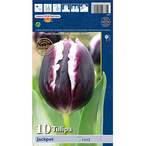 Tulipan Triumph Jackpot interface.image 1 interface.art 67727