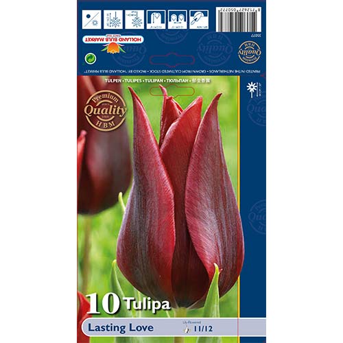 Tulipan liliokształtny Lasting Love interface.image 1 interface.art 68035