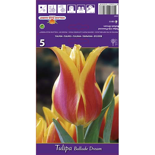 Tulipan liliokształtny Ballade Dream interface.image 1 interface.art 67477