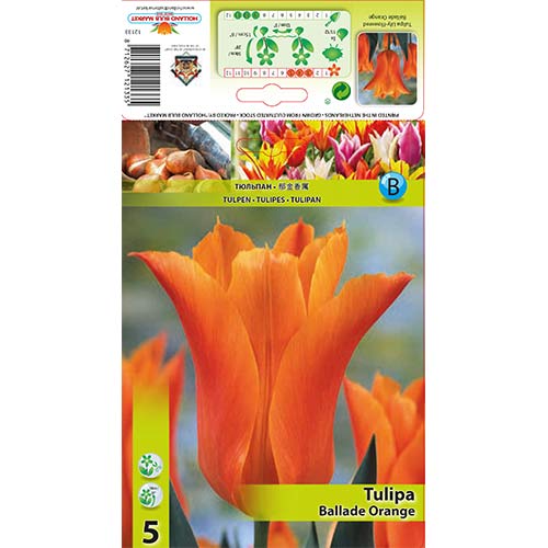 Tulipan liliokształtny Ballade Orange interface.image 1 interface.art 67690