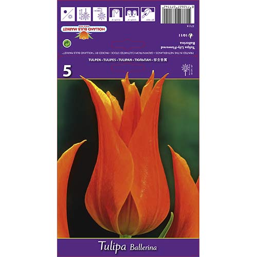 Tulipan liliokształtny Ballerina interface.image 1 interface.art 67754