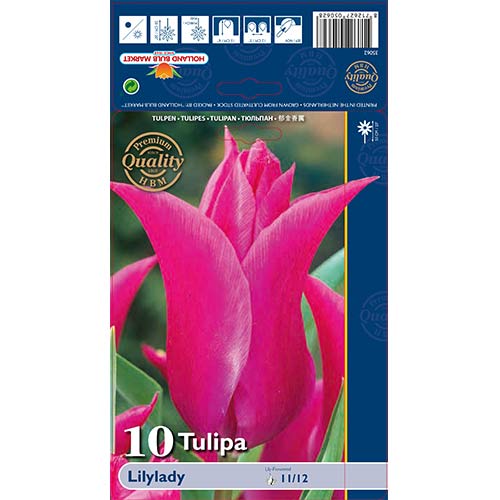 Tulipan liliokształtny Lilylady interface.image 1 interface.art 67760