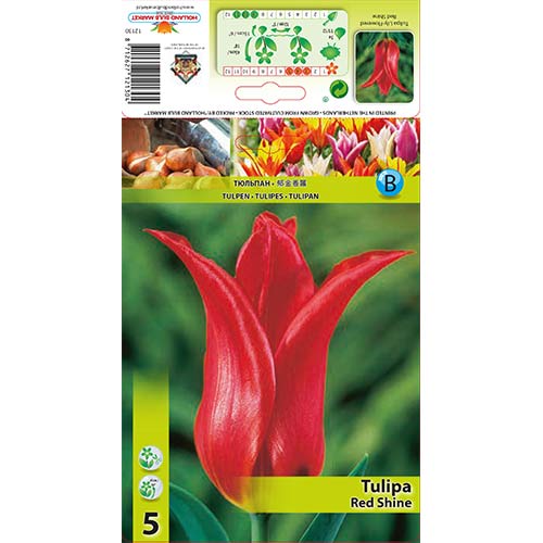 Tulipan liliokształtny Red Shine interface.image 1 interface.art 67481