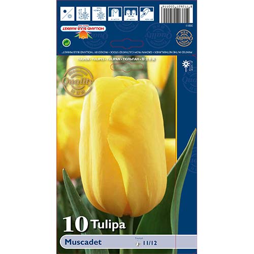 Tulipan Triumph Muscadet interface.image 1 interface.art 68043
