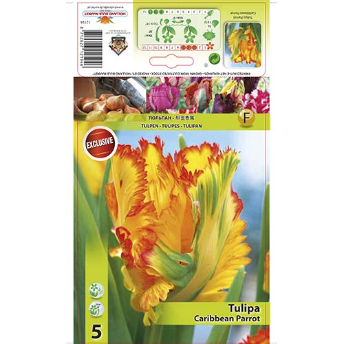 Tulipan papuzi Carribean Parrot interface.image 1 interface.art 67491