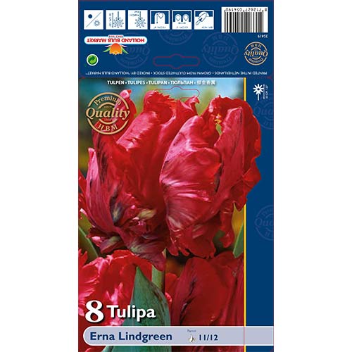 Tulipan papuzi Erna Lindgreen interface.image 1 interface.art 70260