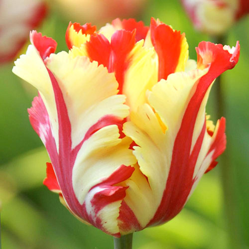 Tulipan papuzi Flaming Parrot Gold interface.image 1 interface.art 67854