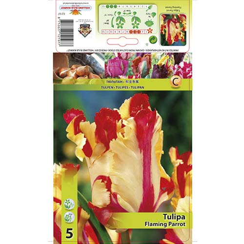 Tulipan papuzi Flaming Parrot interface.image 1 interface.art 67853