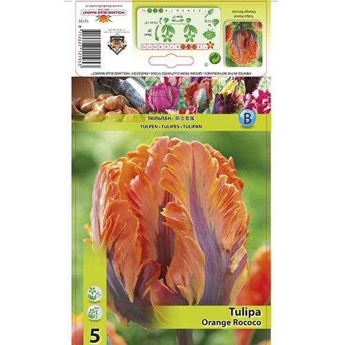 Tulipan papuzi Orange Rococo interface.image 1 interface.art 67784