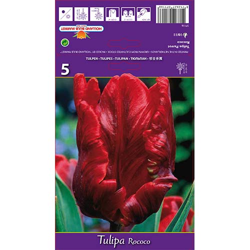Tulipan papuzi Rococo Parrot interface.image 1 interface.art 67817