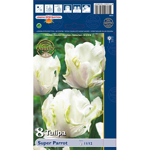 Tulipan papuzi Super Parrot interface.image 1 interface.art 67802