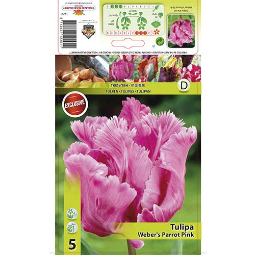 Tulipan papuzi Weber's Parrot Pink interface.image 1 interface.art 67711