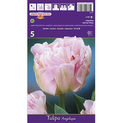 Tulipan pełny Angelique interface.image 1 interface.art 67684