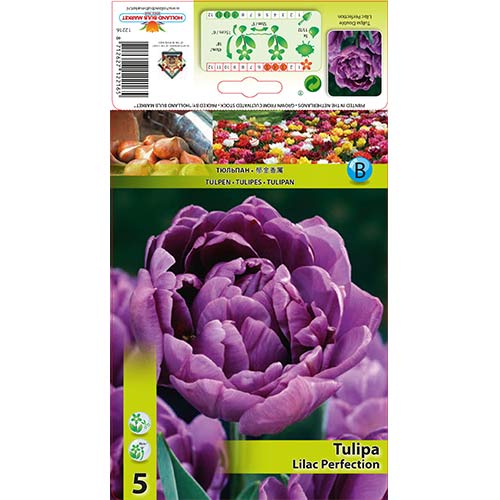 Tulipan pełny Lilac Perfection interface.image 1 interface.art 67460