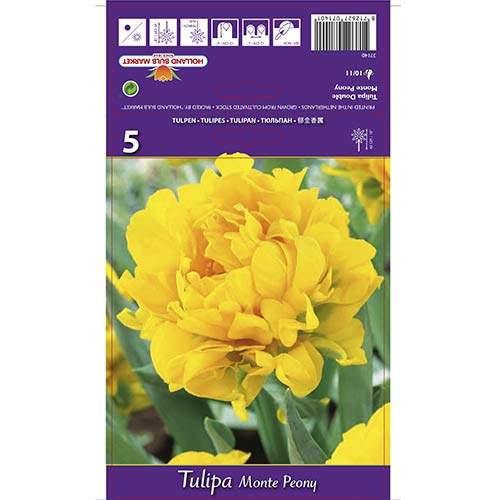 Tulipan pełny Monte Peony interface.image 1 interface.art 67775