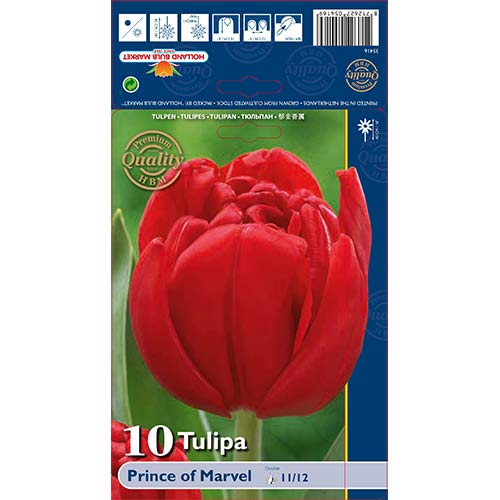 Tulipan pełny Prince of Marvel interface.image 1 interface.art 68041
