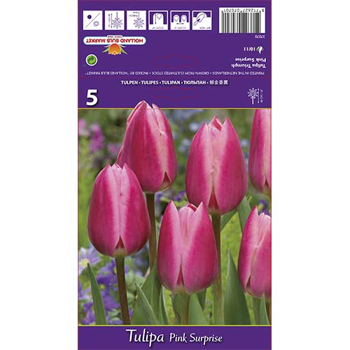 Tulipan Triumph Pink Surprise interface.image 1 interface.art 67795