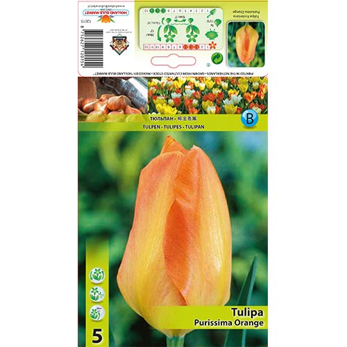 Tulipan Fostera Purissima Orange interface.image 1 interface.art 67782