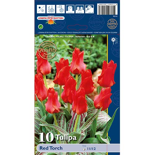Tulipan Greiga Red Torch interface.image 1 interface.art 67814