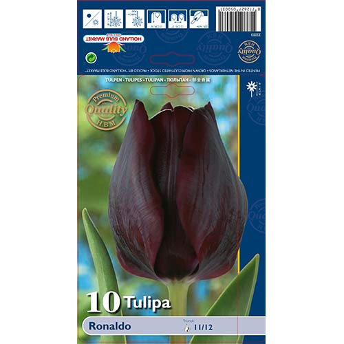 Tulipan Triumph Ronaldo interface.image 1 interface.art 67844