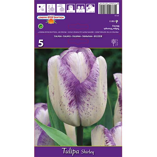 Tulipan Shirley interface.image 1 interface.art 68114