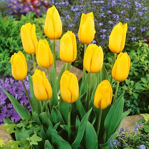 Tulipan Strong Gold interface.image 1 interface.art 67836