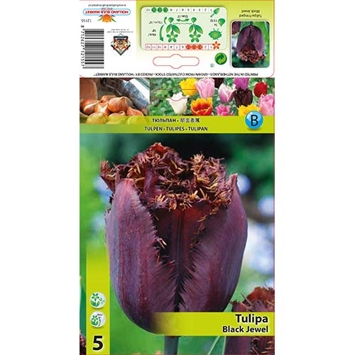 Tulipan strzępiasty Black Jewel interface.image 1 interface.art 67469