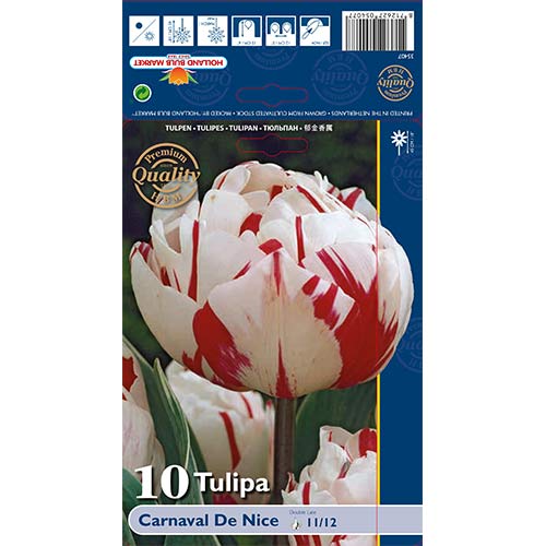 Tulipan pełny Carnaval de Nice interface.image 1 interface.art 67738