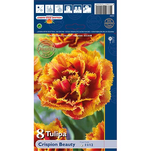 Tulipan strzępiasty Crispion Beauty interface.image 1 interface.art 68027