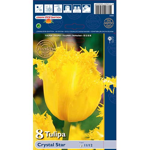 Tulipan strzępiasty Crystal Star interface.image 1 interface.art 67744