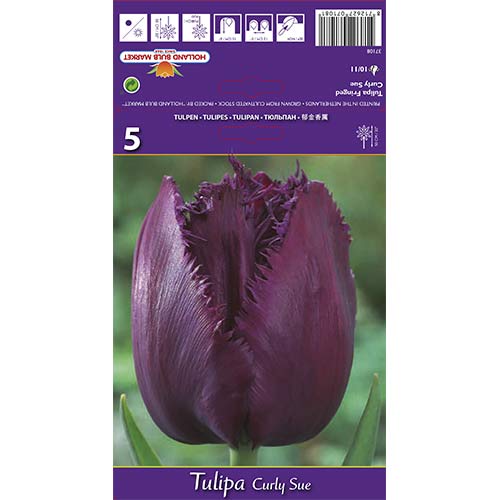 Tulipan strzępiasty Curly Sue interface.image 1 interface.art 70217