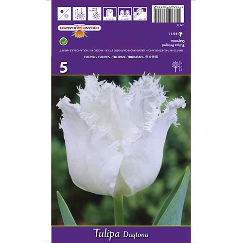 Tulipan strzępiasty Daytona interface.image 1 interface.art 67723