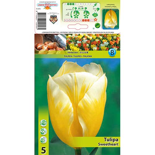 Tulipan Fostera Sweetheart interface.image 1 interface.art 67830