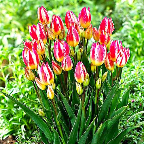 Tulipan Tricolette interface.image 2 interface.art 67811