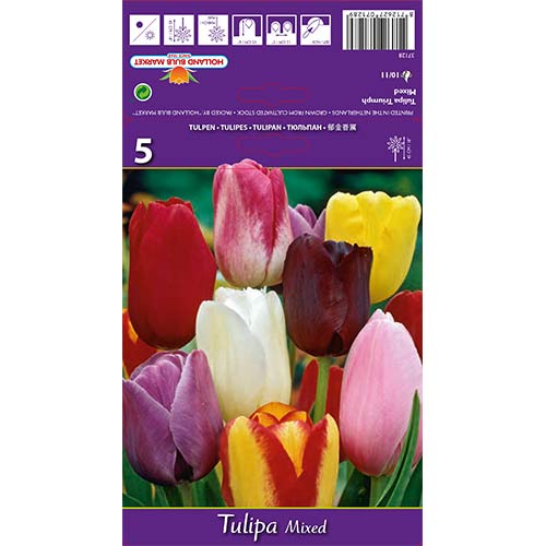 Tulipan Triumph, mix kolorów interface.image 1 interface.art 67846