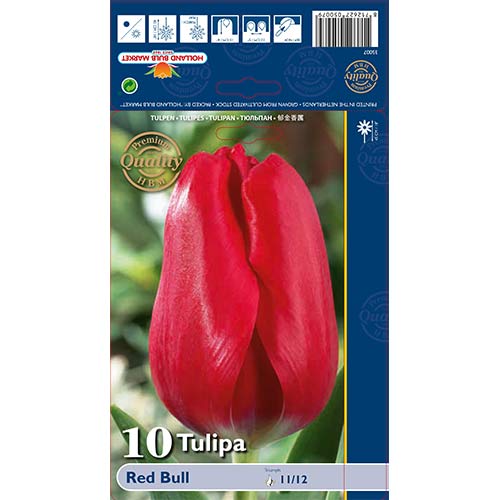 Tulipan Triumph Red Bull interface.image 1 interface.art 70261